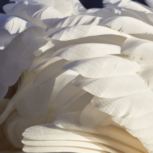 Mute swan, Cygnus olor, plumage, detail Mute swan, Cygnus olor, plumage, detail